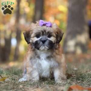 Crissy, Lhasa Apso Puppy