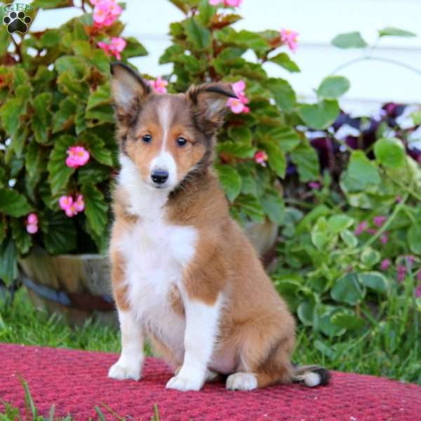 Crissy, Sheltie Puppy