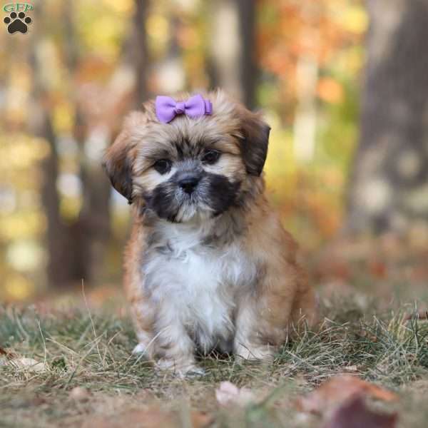 Crissy, Lhasa Apso Puppy