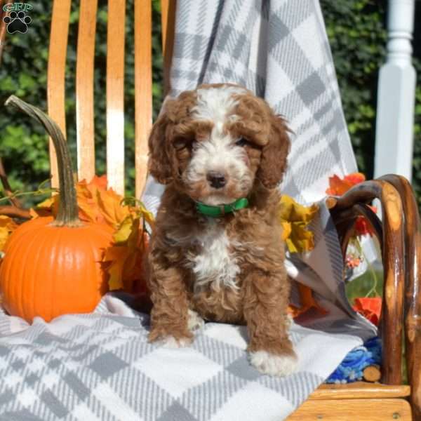 Crouton, Cavapoo Puppy