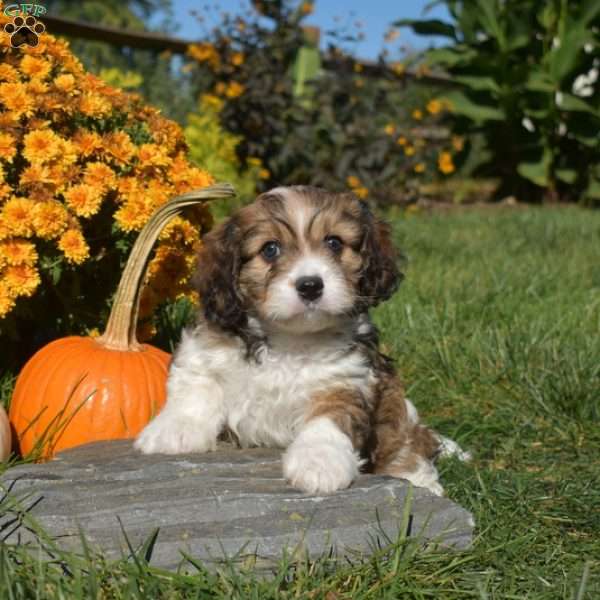 Crouton, Cavachon Puppy