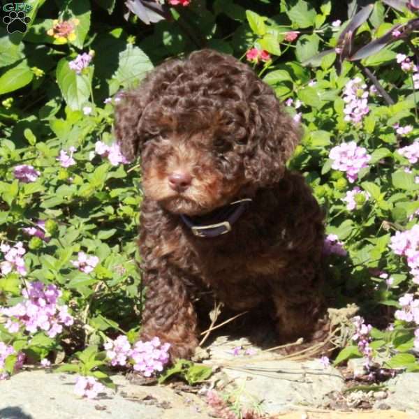 Crystal, Toy Poodle Puppy