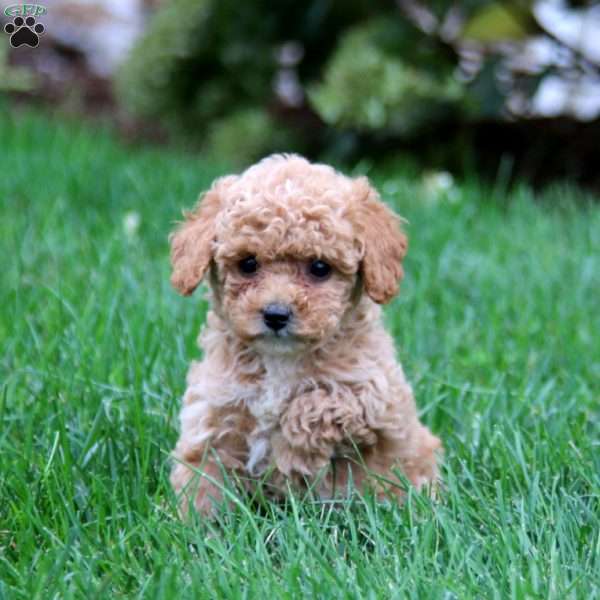 Crystal, Miniature Poodle Puppy