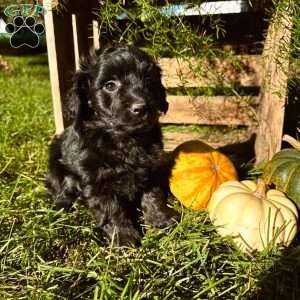 Crystal, Mini Goldendoodle Puppy