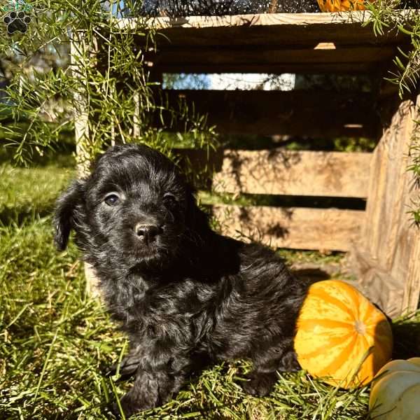 Crystal, Mini Goldendoodle Puppy