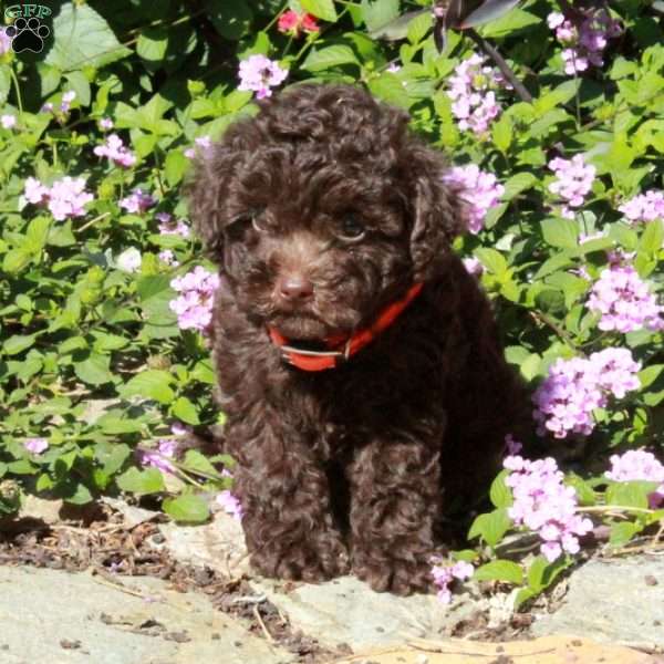 Cuddles, Toy Poodle Puppy