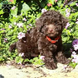 Cuddles, Toy Poodle Puppy