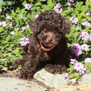 Cuddles, Toy Poodle Puppy