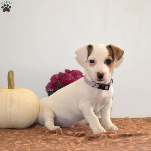 Cuddly, Jack Russell Terrier Puppy