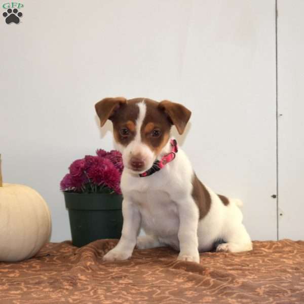 Cutie, Jack Russell Terrier Puppy