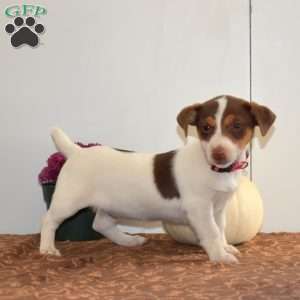 Cutie, Jack Russell Terrier Puppy