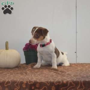 Cutie, Jack Russell Terrier Puppy