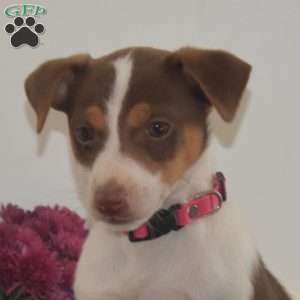 Cutie, Jack Russell Terrier Puppy