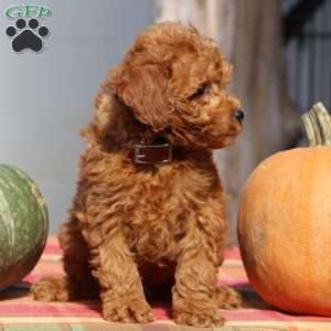 Austin, Mini Goldendoodle Puppy