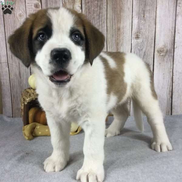 Barnie, Saint Bernard Puppy