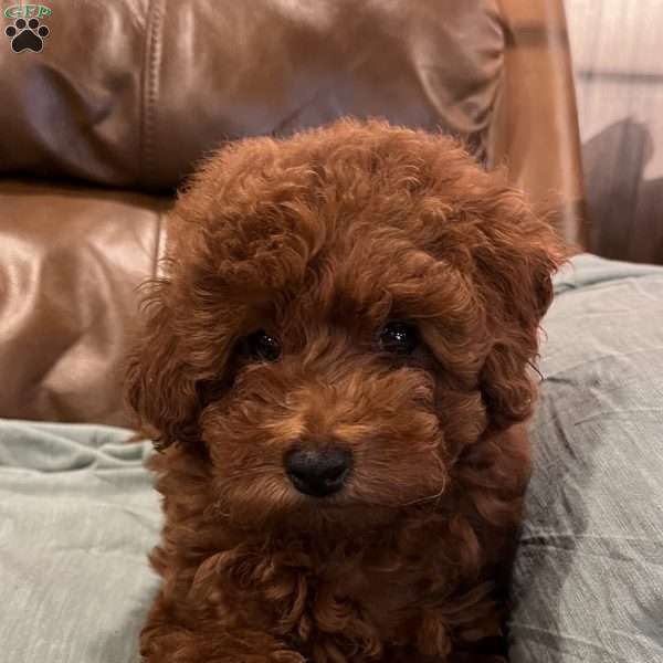 Harley, Toy Poodle Puppy