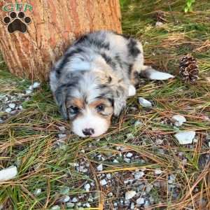 Blaine, Mini Bernedoodle Puppy