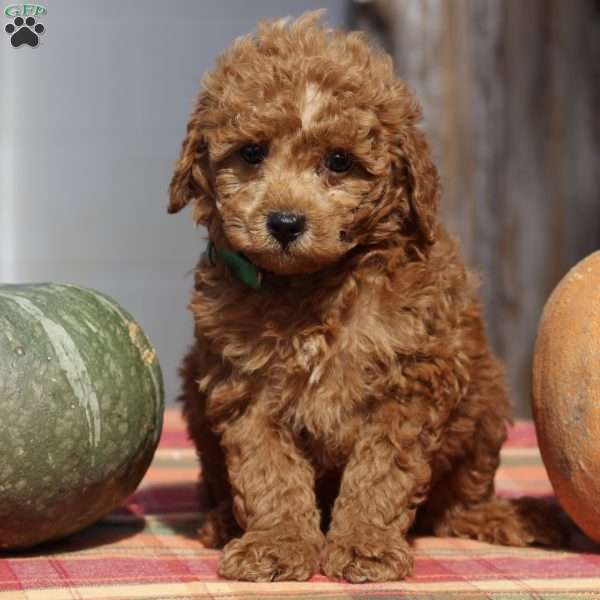 Avery, Mini Goldendoodle Puppy