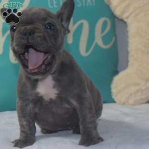 Annabell, French Bulldog Puppy