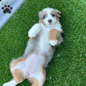 Gracie, Mini Bernedoodle Puppy