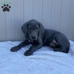 Brooke, Great Dane Puppy