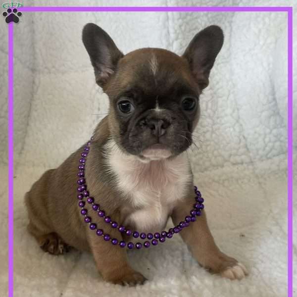 Faith, French Bulldog Puppy