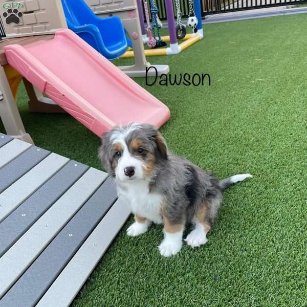 Dawson, Mini Bernedoodle Puppy