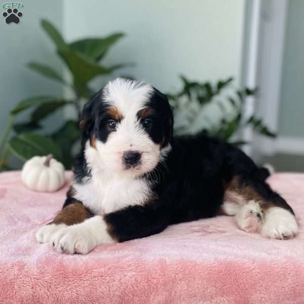 Jade, Bernedoodle Puppy