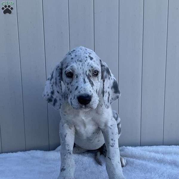 Boba, Great Dane Puppy