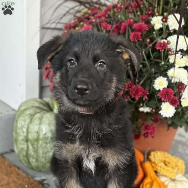 Jason, German Shepherd Puppy