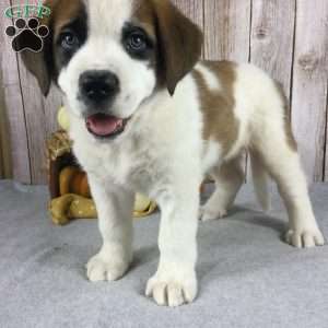 Barnie, Saint Bernard Puppy