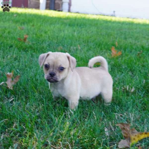 Poppy, Jug Puppy