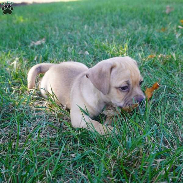 Paxton, Jug Puppy