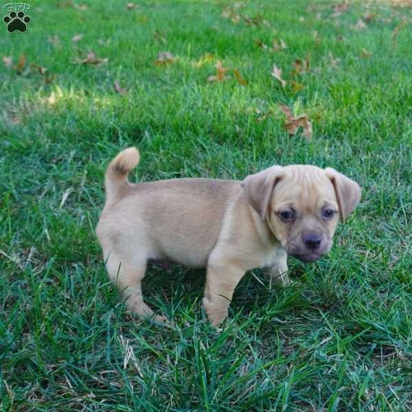 Pumpkin, Jug Puppy