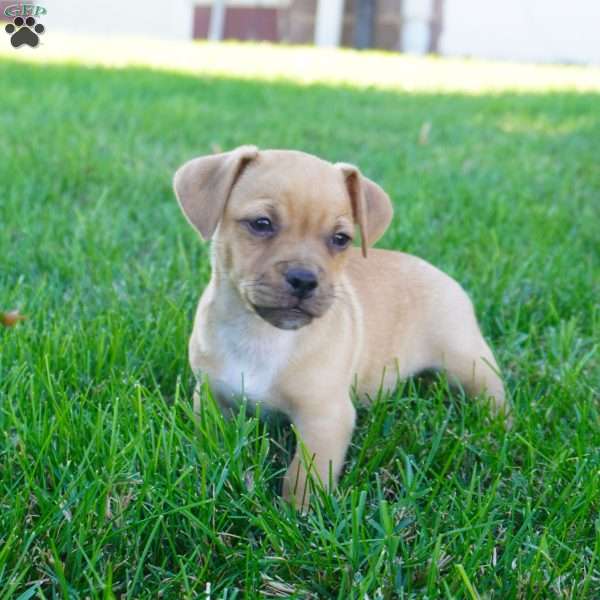 Porter, Jug Puppy