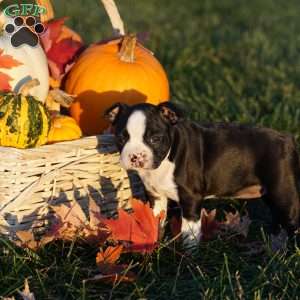 Macy, Boston Terrier Puppy