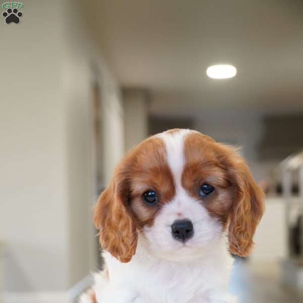 Addie, Cavalier King Charles Spaniel Puppy