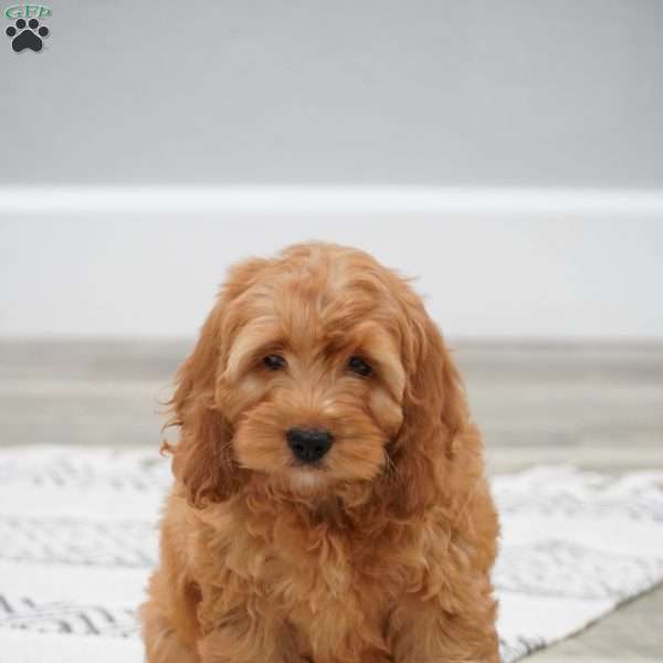 Estella, Cockapoo Puppy