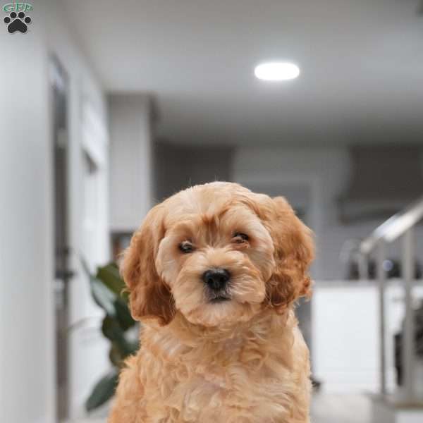 Chase, Cockapoo Puppy