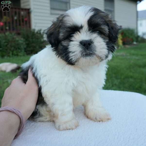 Max, Shih Tzu Puppy