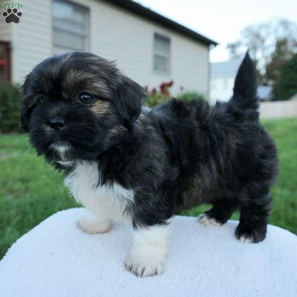 Major, Shih Tzu Puppy