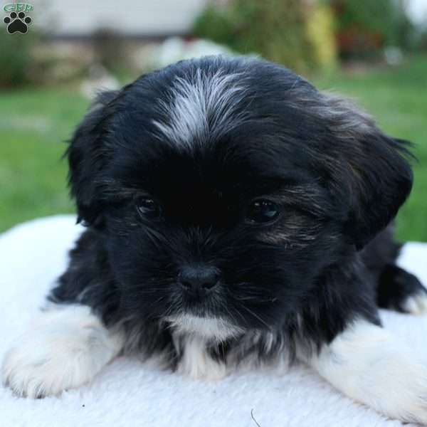 Misty, Shih Tzu Puppy