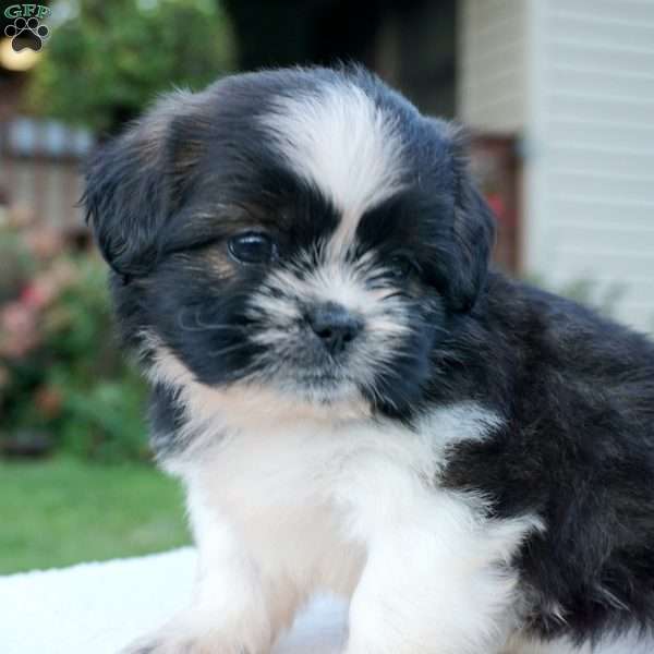 Molly, Shih Tzu Puppy