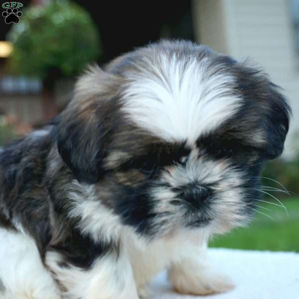 Mia, Shih Tzu Puppy