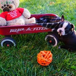 Mavis, Boston Terrier Puppy