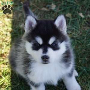 Mia, Pomsky Puppy