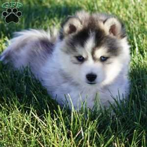 Max, Pomsky Puppy