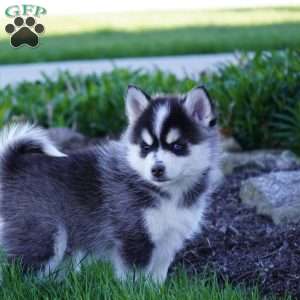 Maverick, Pomsky Puppy