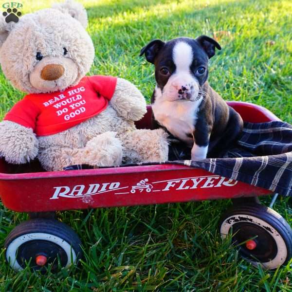 Macy, Boston Terrier Puppy