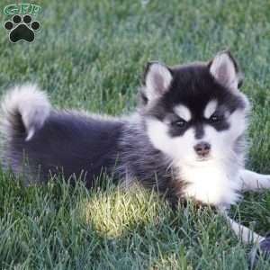 Mia, Pomsky Puppy